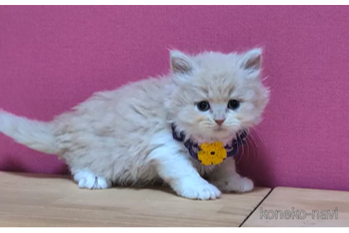 成約済の東京都のブリティッシュショートヘア-105342の5枚目